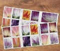 2023: Tulips in Bloom stamps