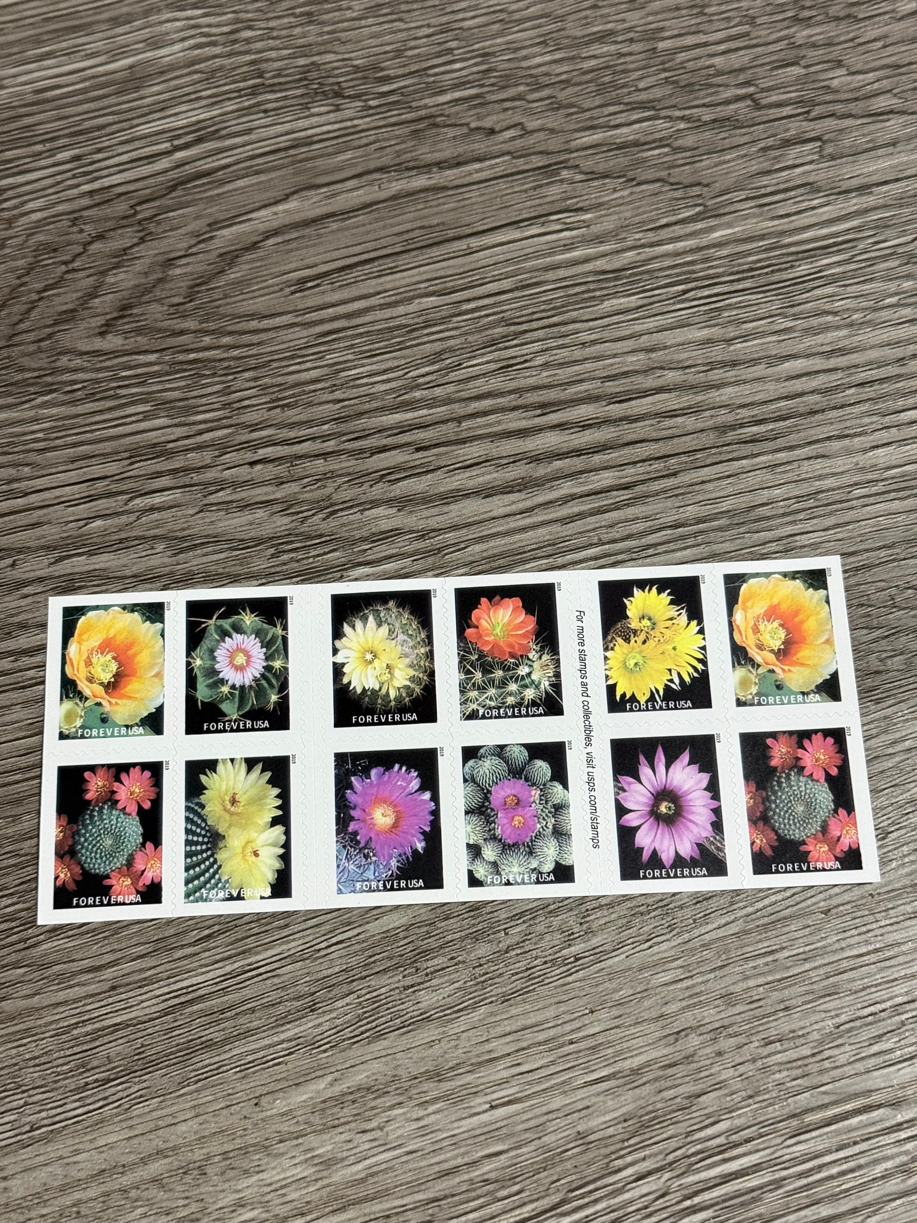 2019 Cactus Flowers